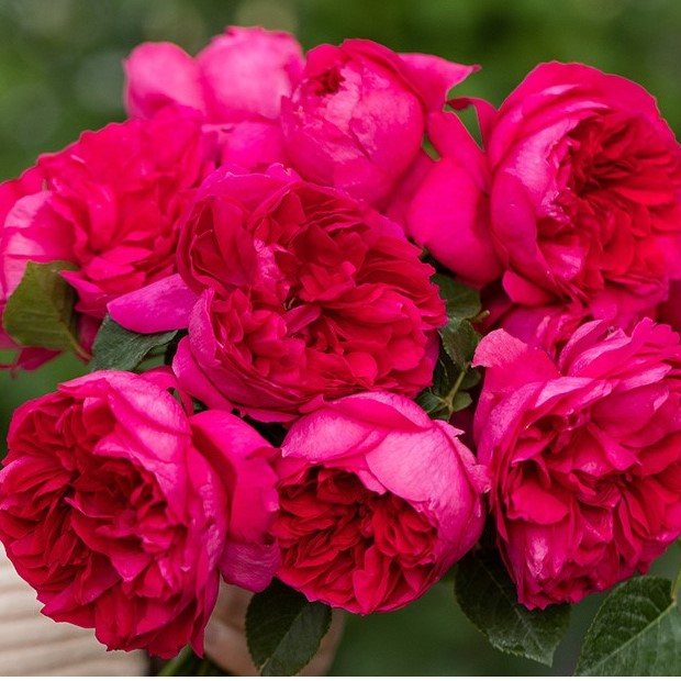 Роза парковая Шайнин Ригина